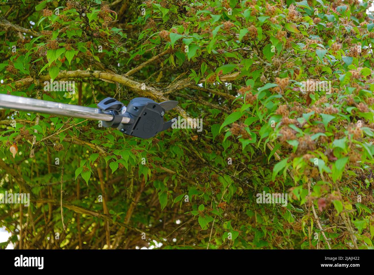 Potatrice telescopica da giardino per potare rami.pruning alberi nel giardino.cesoie telescopiche taglio rami verdi Foto Stock