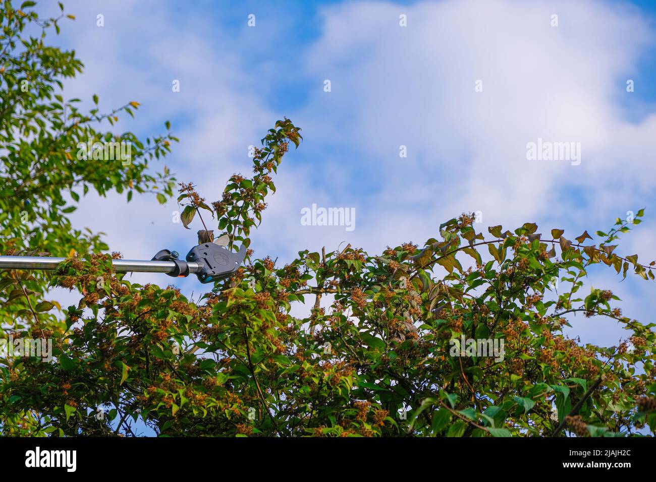Plant formation.Pruning alberi alti nel giardino.telescopic cesoie da  giardino tagliare rami su sfondo cielo.potatrice telescopica per potare  rami Foto stock - Alamy