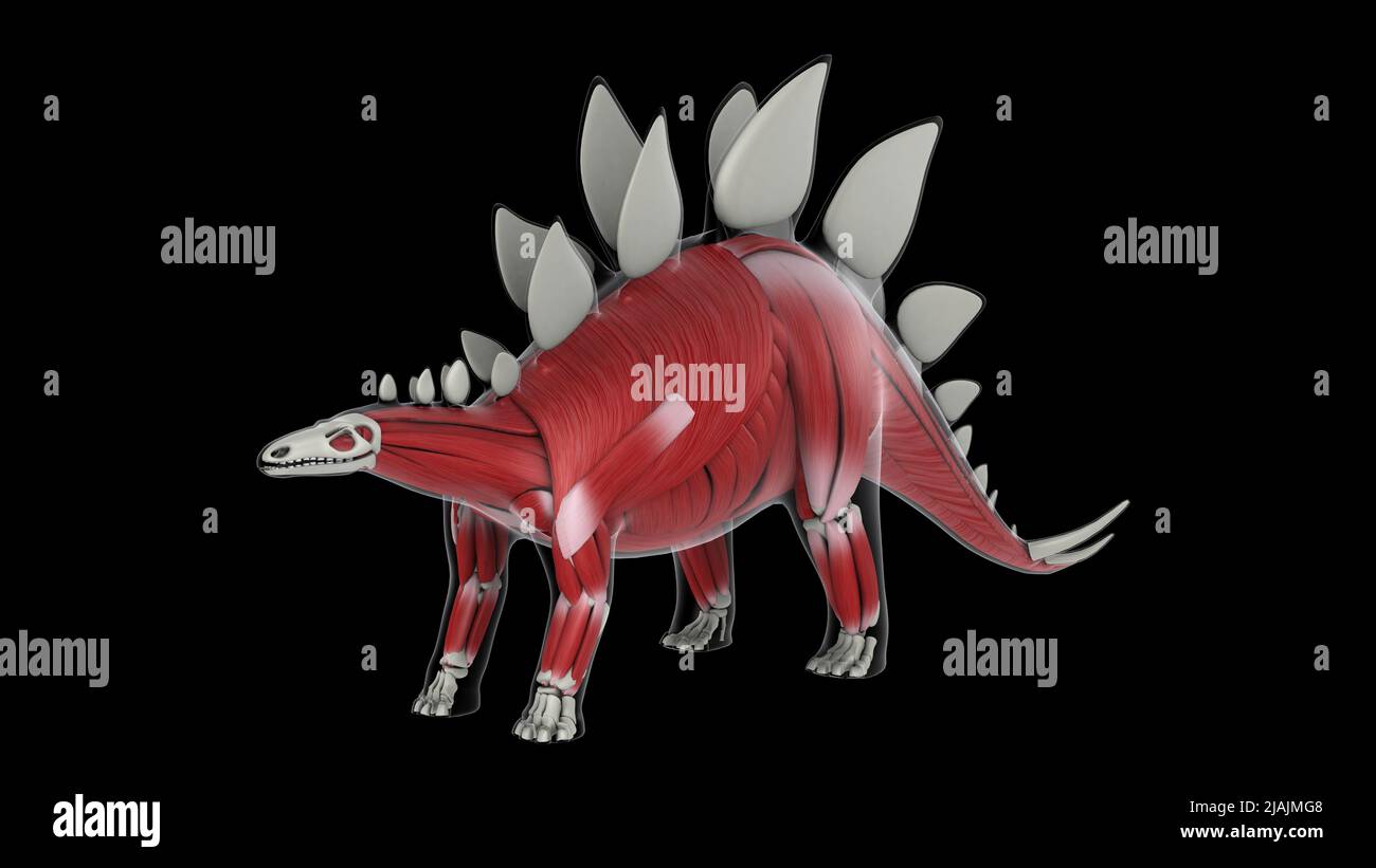 Sistema muscolare di un dinosauro Stegosaurus, vista laterale. Foto Stock