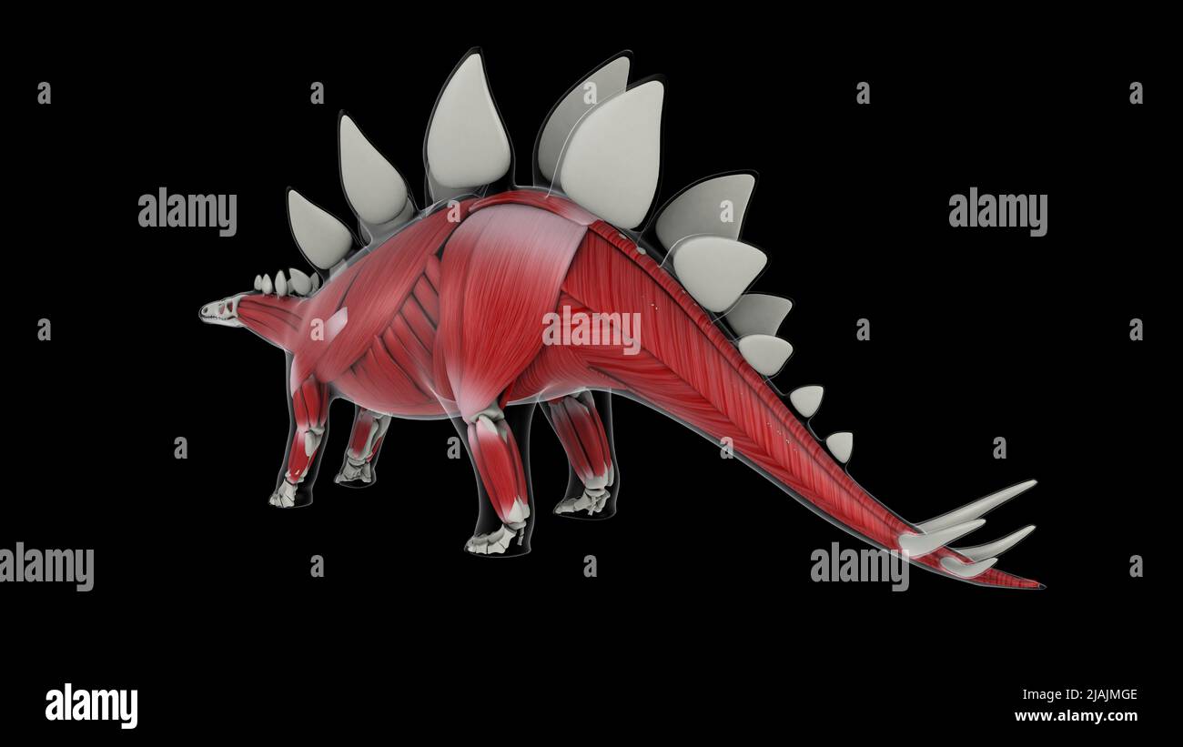 Sistema muscolare di un dinosauro Stegosaurus. Foto Stock