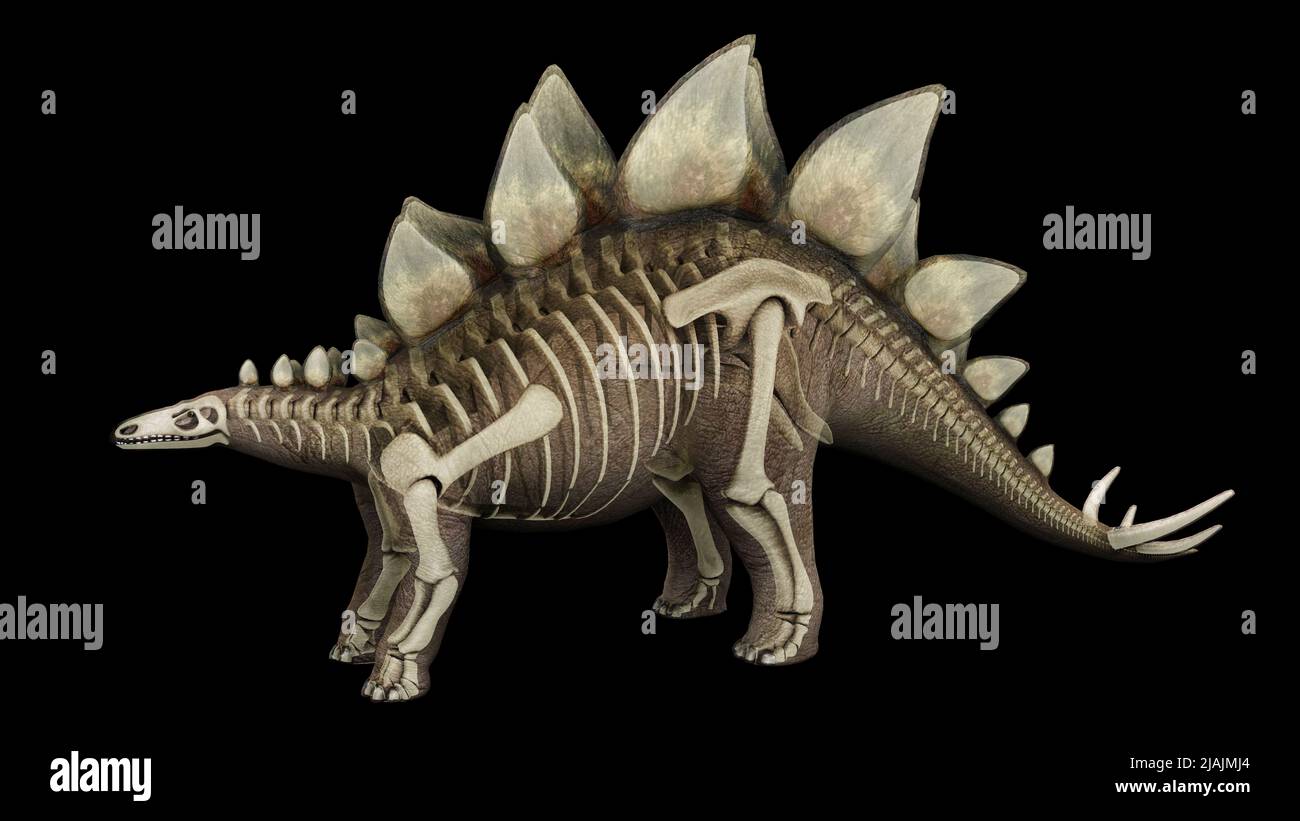 3D illustrazione di Stegosaurus, con sovrapposizione del sistema scheletrico. Foto Stock