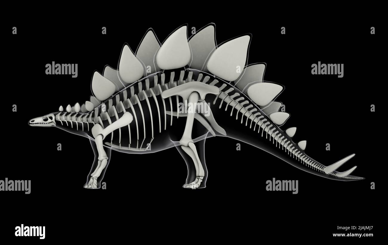 Sistema scheletrico di Stegosaurus, vista laterale radiologica. Foto Stock