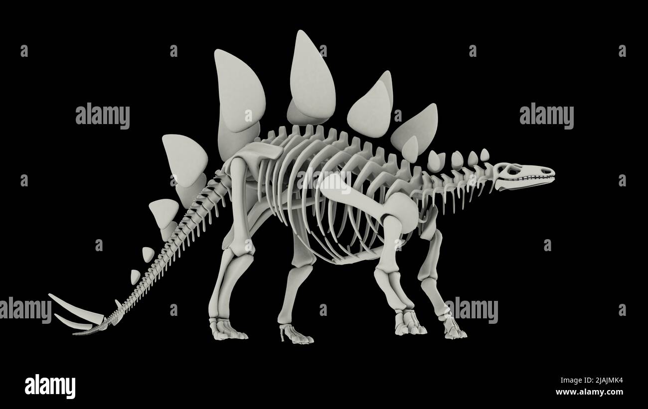 Sistema scheletrico di Stegosaurus, vista laterale. Foto Stock