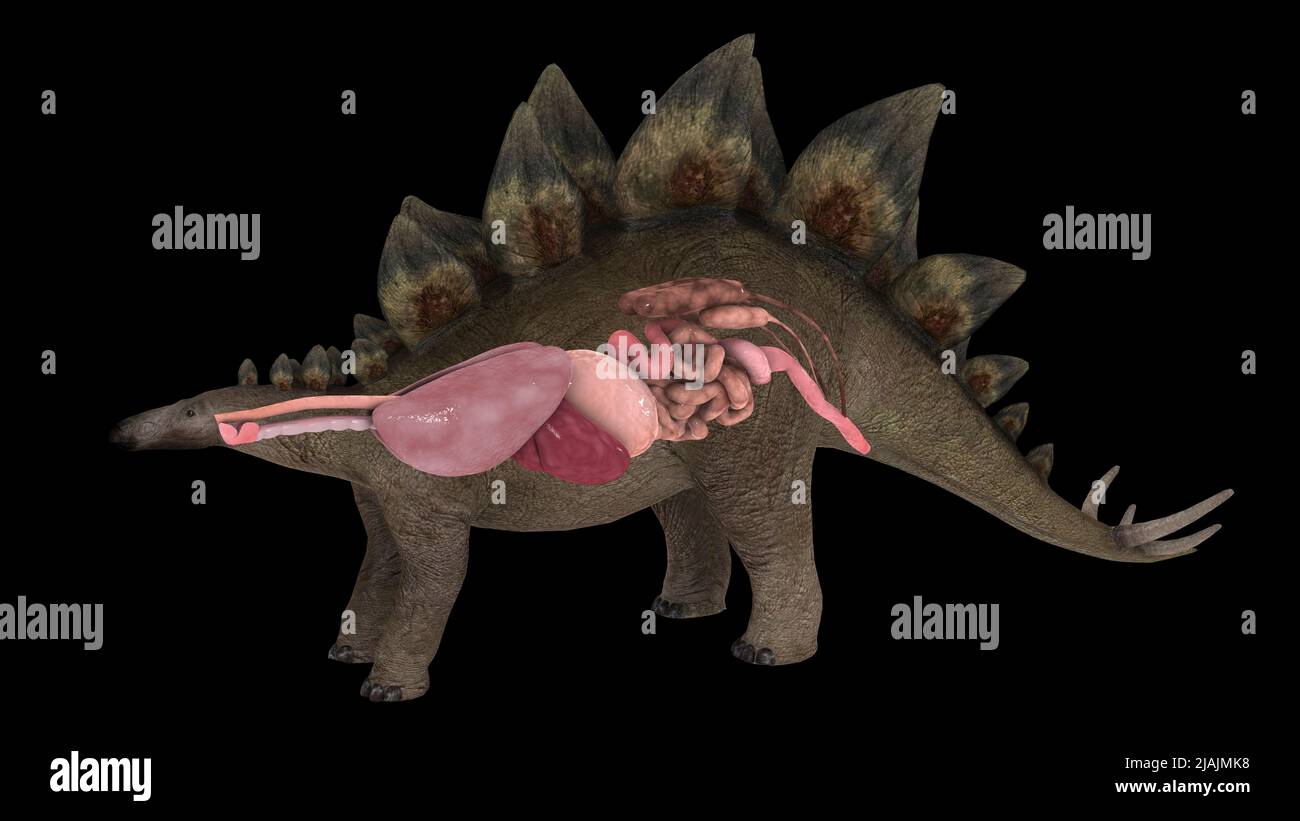 Apparato respiratorio e digestivo di un dinosauro Stegosaurus. Foto Stock