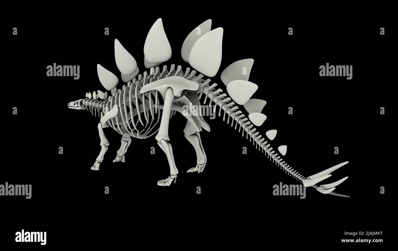 Sistema scheletrico di un dinosauro Stegosaurus. Foto Stock
