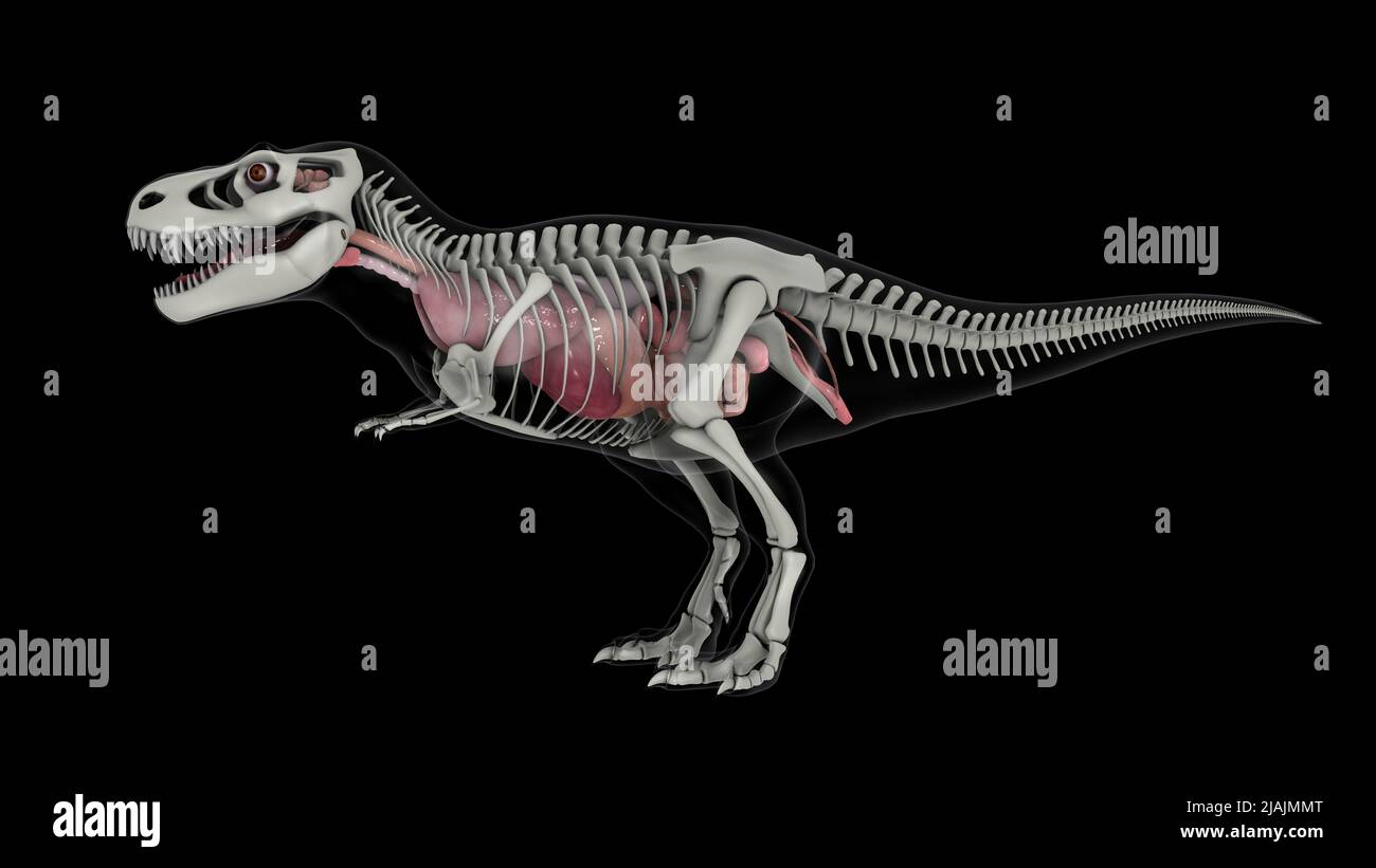 Anatomia interna di T-rex con struttura scheletrica. Foto Stock