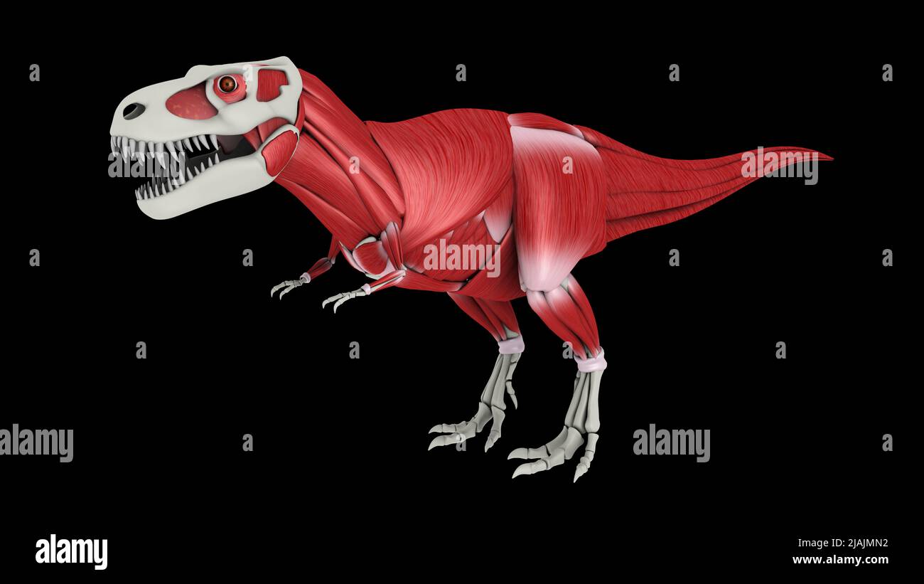 Sistema muscolare di Tyrannosaurus rex, vista laterale. Foto Stock