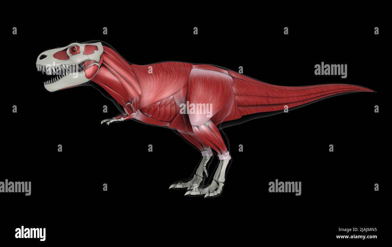 Sistema muscolare di Tyrannosaurus rex, vista laterale. Foto Stock