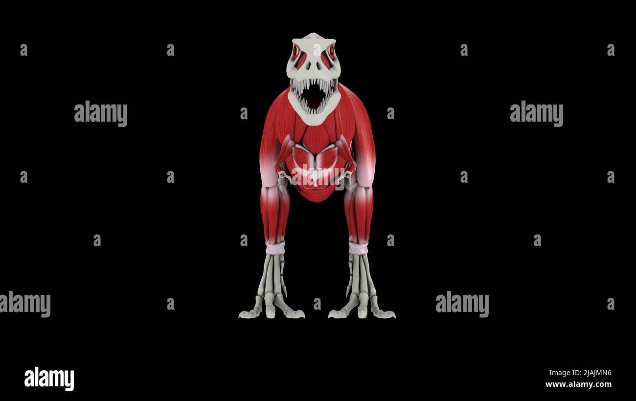 Sistema muscolare di Tyrannosaurus rex, vista frontale. Foto Stock