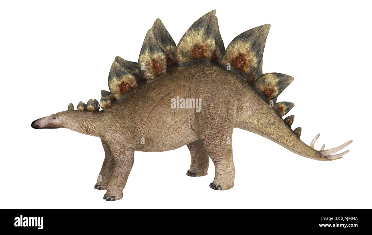 Dinosauro Stegosaurus, sfondo bianco. Foto Stock
