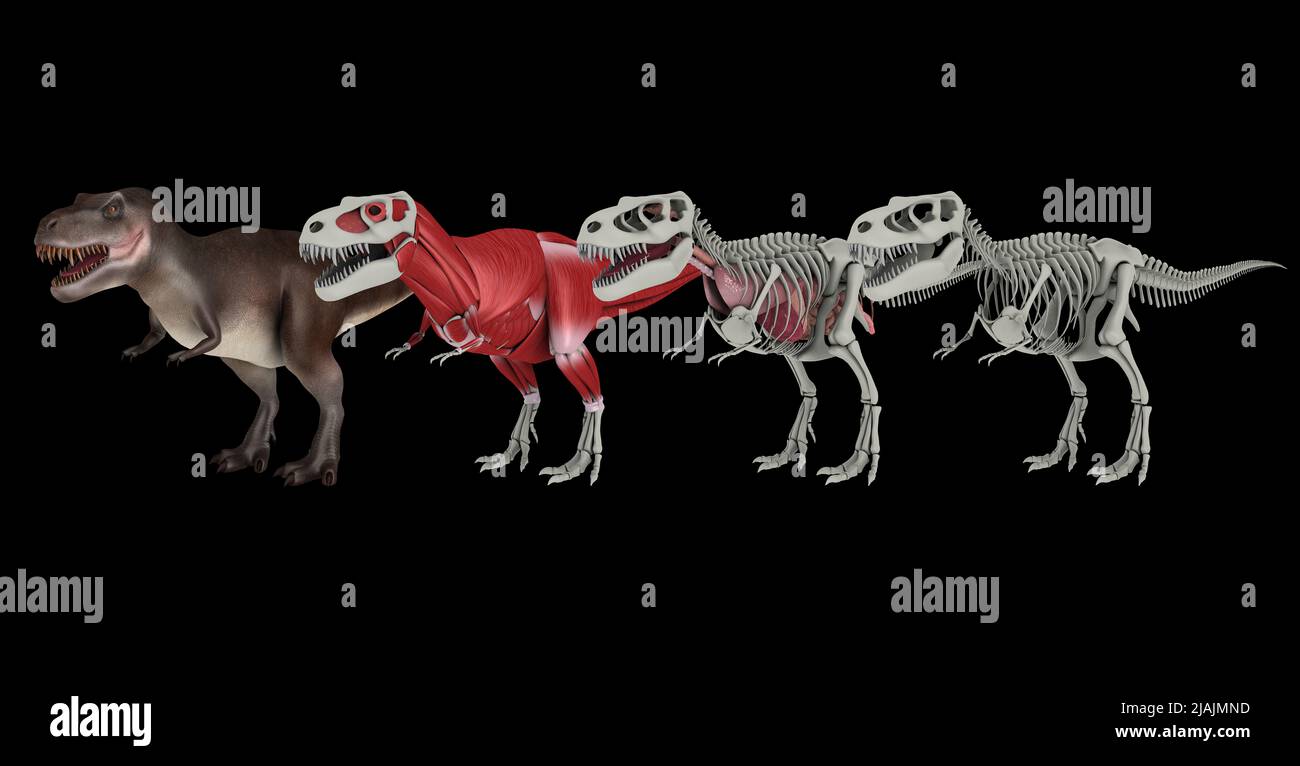 Anatomia di un dinosauro Tyrannosaurus rex. Foto Stock