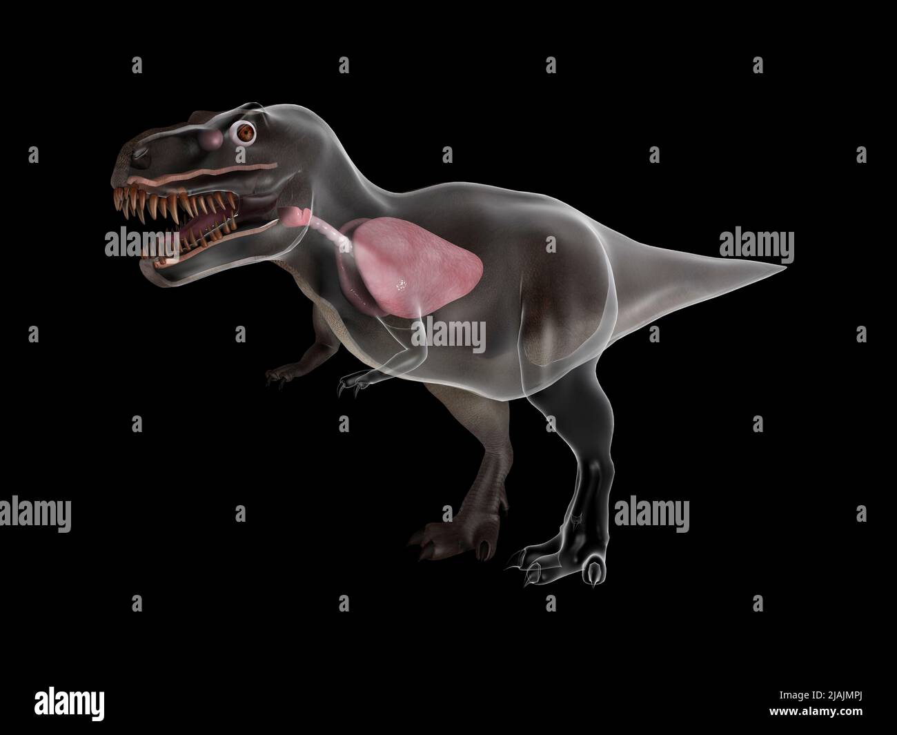 Apparato respiratorio di Tyrannosaurus rex. Foto Stock