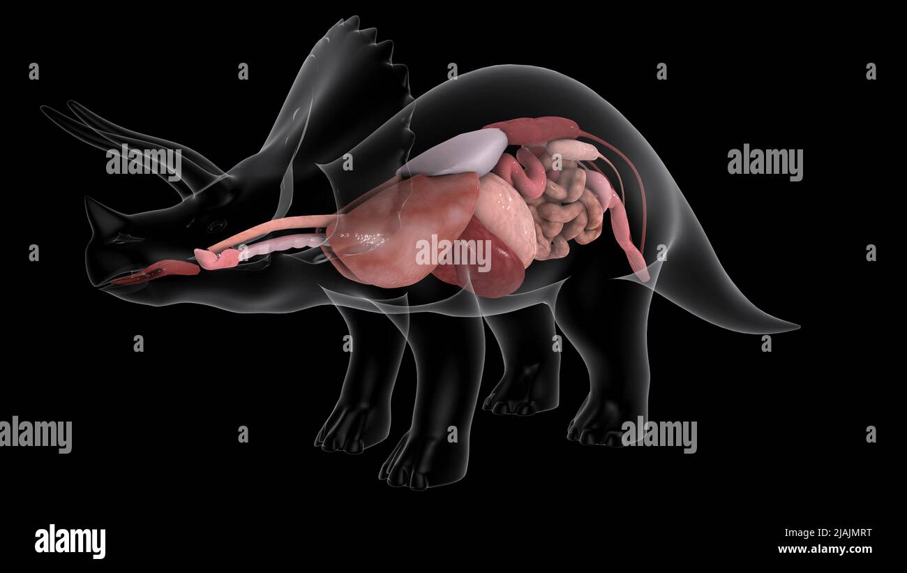 Apparato respiratorio e digestivo di un dinosauro Triceratops. Foto Stock