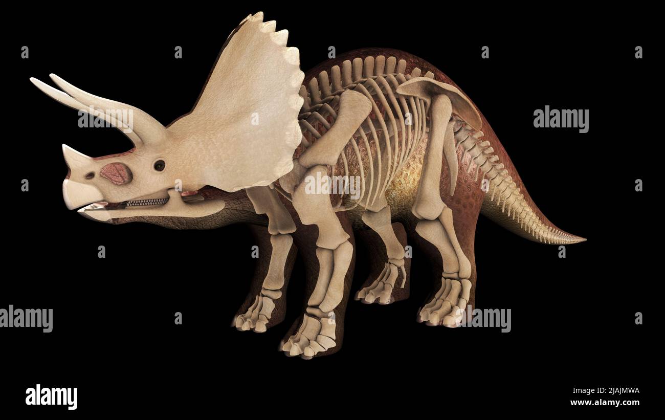 3D illustrazione dei Triceratop, con sovrapposizione del sistema scheletrico. Foto Stock