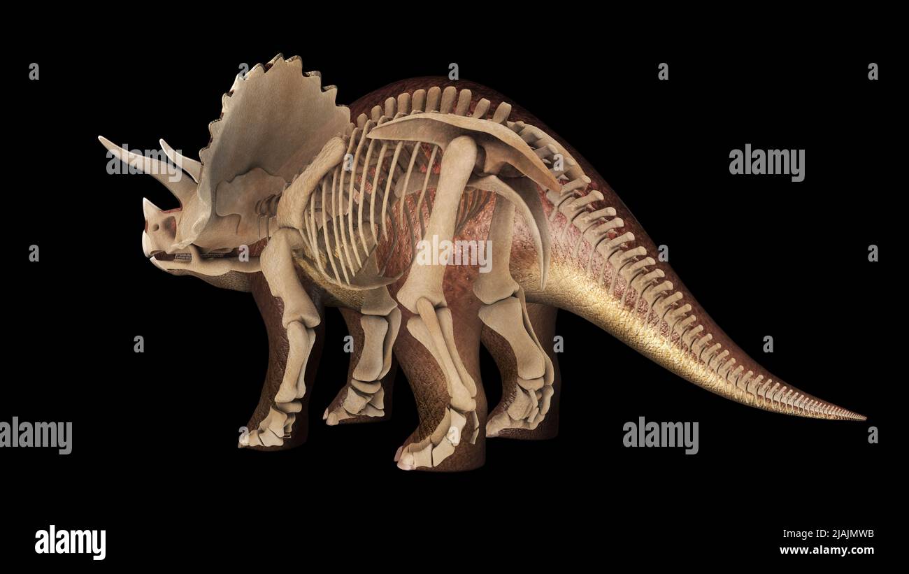 3D illustrazione dei Triceratop, con sovrapposizione del sistema scheletrico. Foto Stock