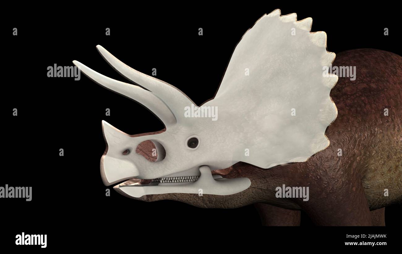 Vista del cranio dei Triceratops. Foto Stock