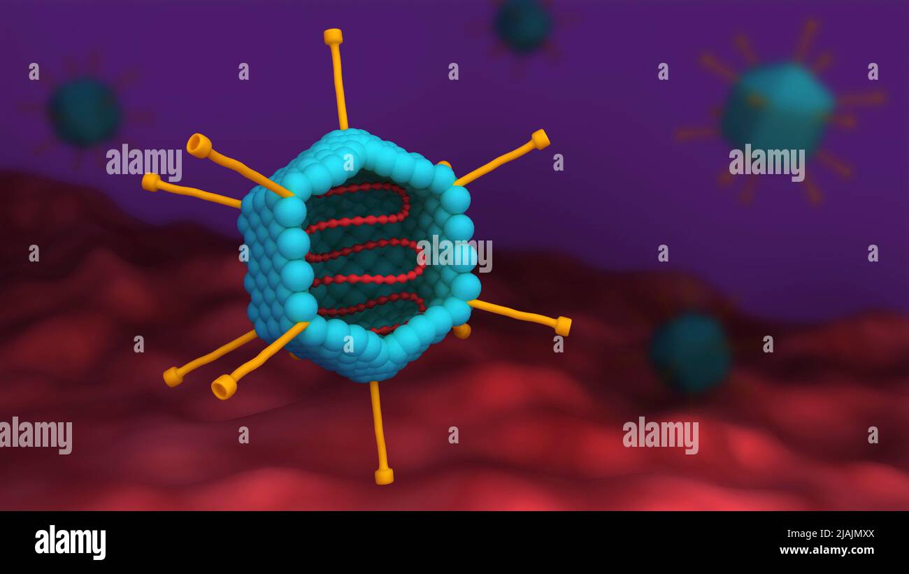 Sezione trasversale di un adenovirus. Foto Stock