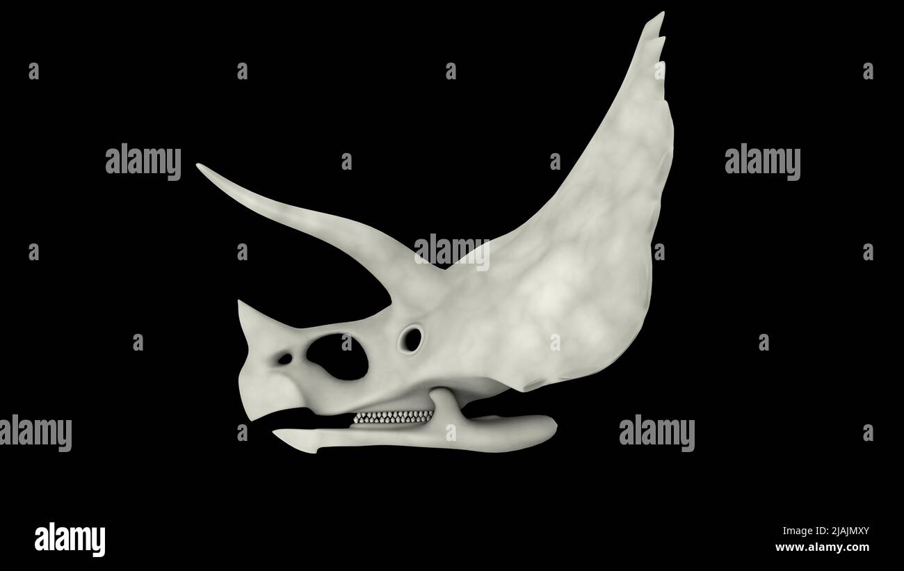 Cranio Triceratops. Foto Stock