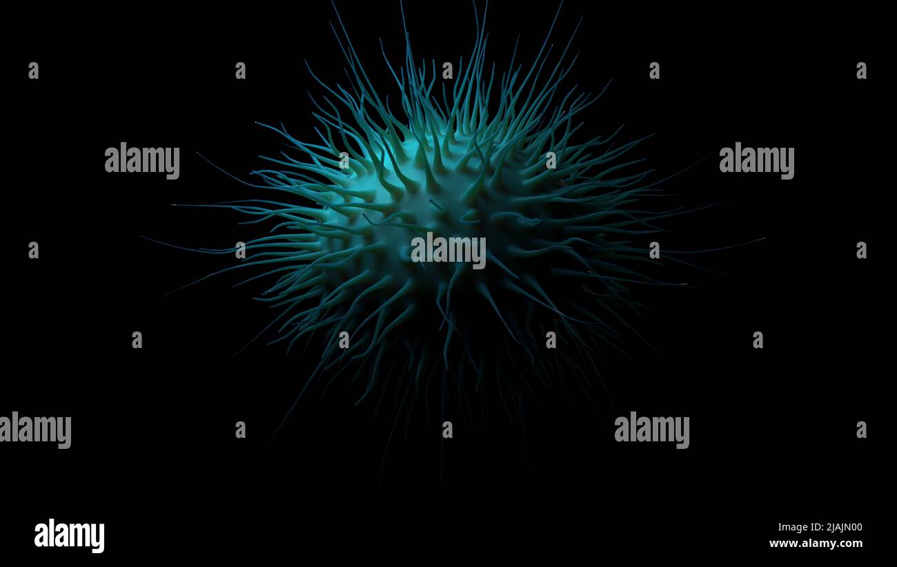 Illustrazione biomedica di Neisseria meningitidis, una meningite batterica, su sfondo nero. Foto Stock