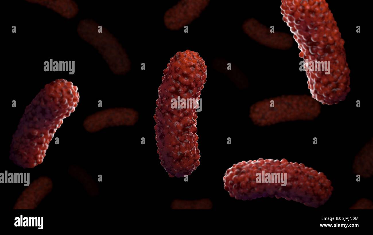 Illustrazione biomedica concettuale dei batteri Bordetella pertussis, su sfondo nero. Foto Stock