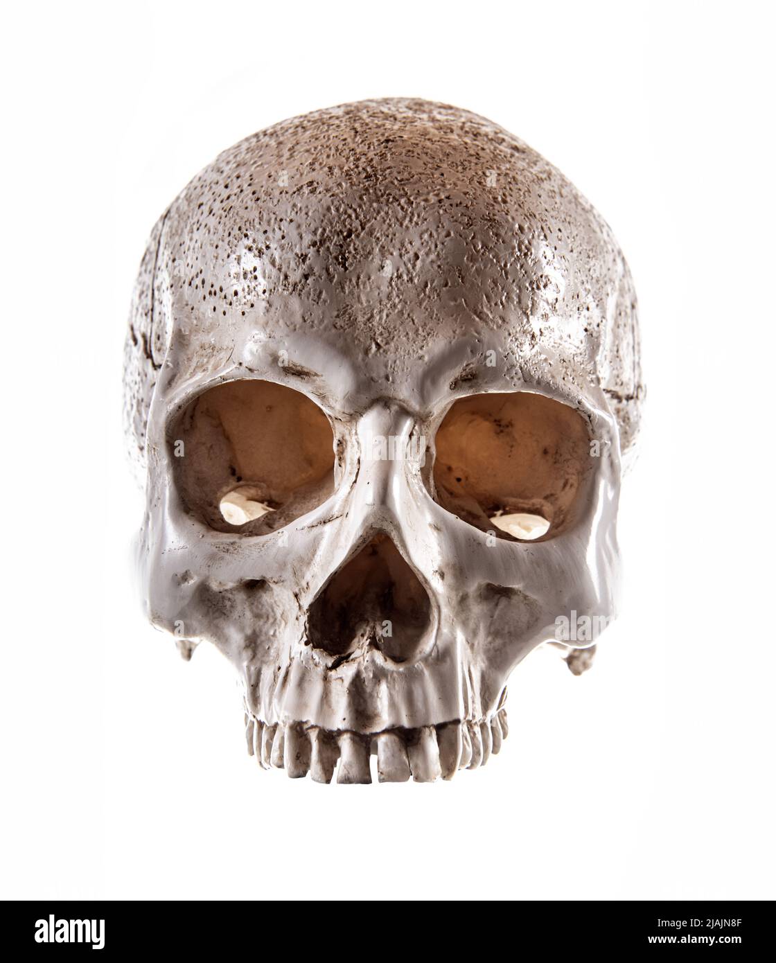 Cranio umano con capelli isolati su sfondo bianco Foto Stock