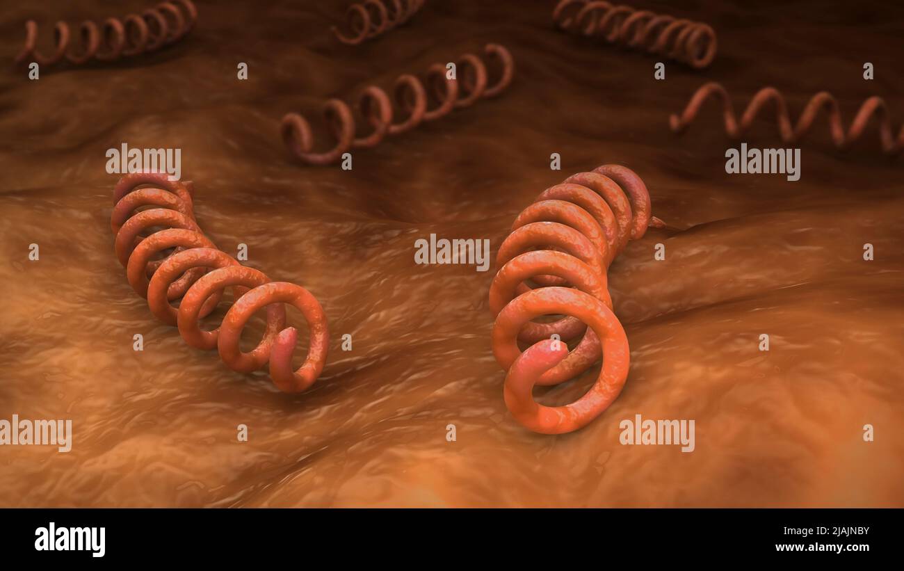 Illustrazione biomedica concettuale dei batteri del Treponema pallidum. Foto Stock