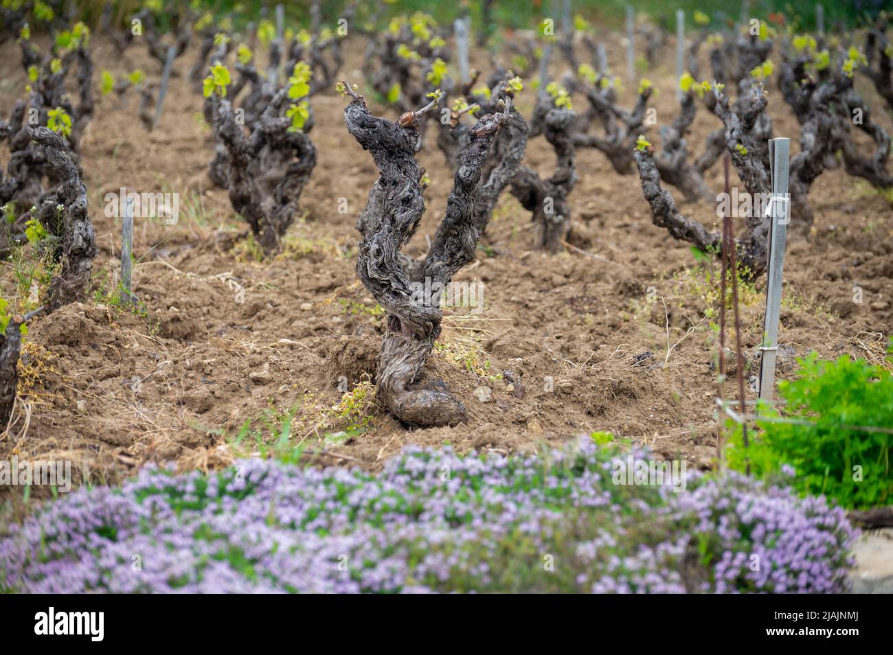 Vigneti di Cotes de Provence in primavera, Bandol regione vinicola vicino le Castellet villaggio, vinificazione nel sud della Francia Foto Stock