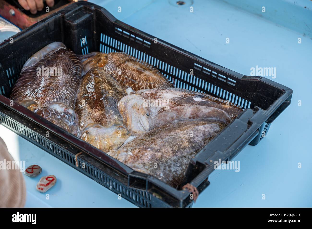 Pescato del giorno , pesce fresco in vendita sul mercato giornaliero dei pescatori all'aperto nel piccolo porto vecchio di Cassis, Provenza, Francia Foto Stock