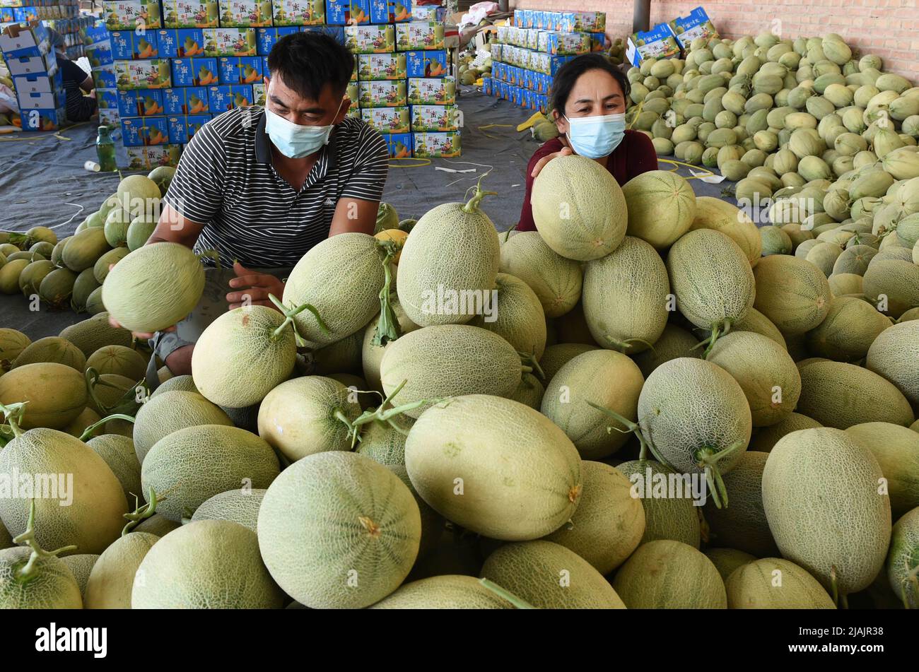 TURPAN, CINA - 30 MAGGIO 2022 - gli agricoltori si accachiano cantaloupes appena raccolti presso una base di coltivazione di cantaloupe nel villaggio di Yanghai Xia, Township Tuyugou, Shans Foto Stock