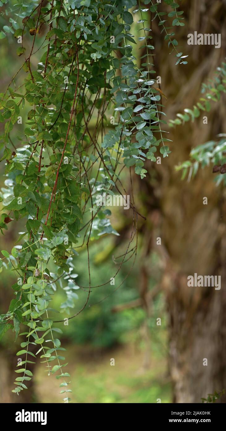 Foglie di eucalipto. Ramo di albero di eucalipto. Foto Stock