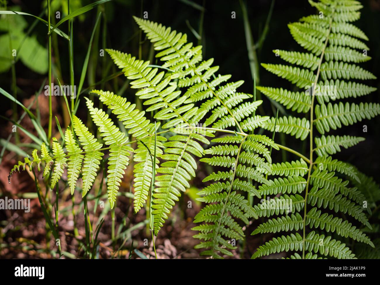 Felci tropicali esotici con profondità di campo poco profonda. Bellissimo sfondo fatto con giovani foglie di felce verde Foto Stock