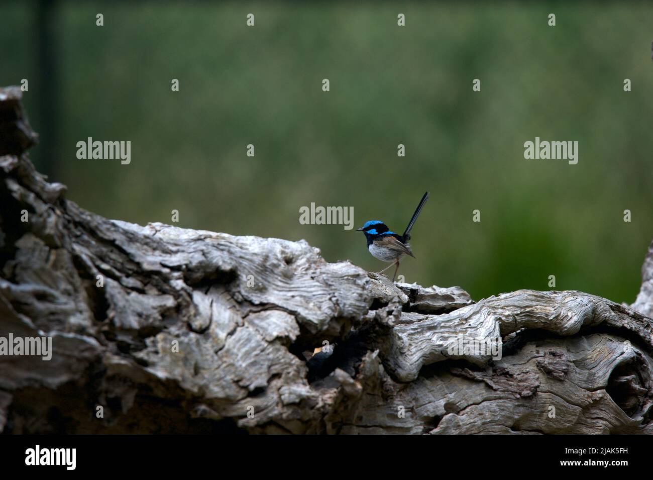 Una superba Fata Wren (Malurus Cyaneus) perches - brevemente - su un ceppo. Questi piccoli uccelli sono un incubo da fotografare - non rimangono mai fermi a lungo! Foto Stock