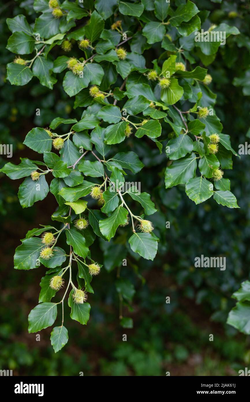Sui rami del faggio europeo (Fagus sylvatica) sono già apparsi giovani noci di faggio peloso. Lo stato della natura a fine primavera e inizio estate Foto Stock