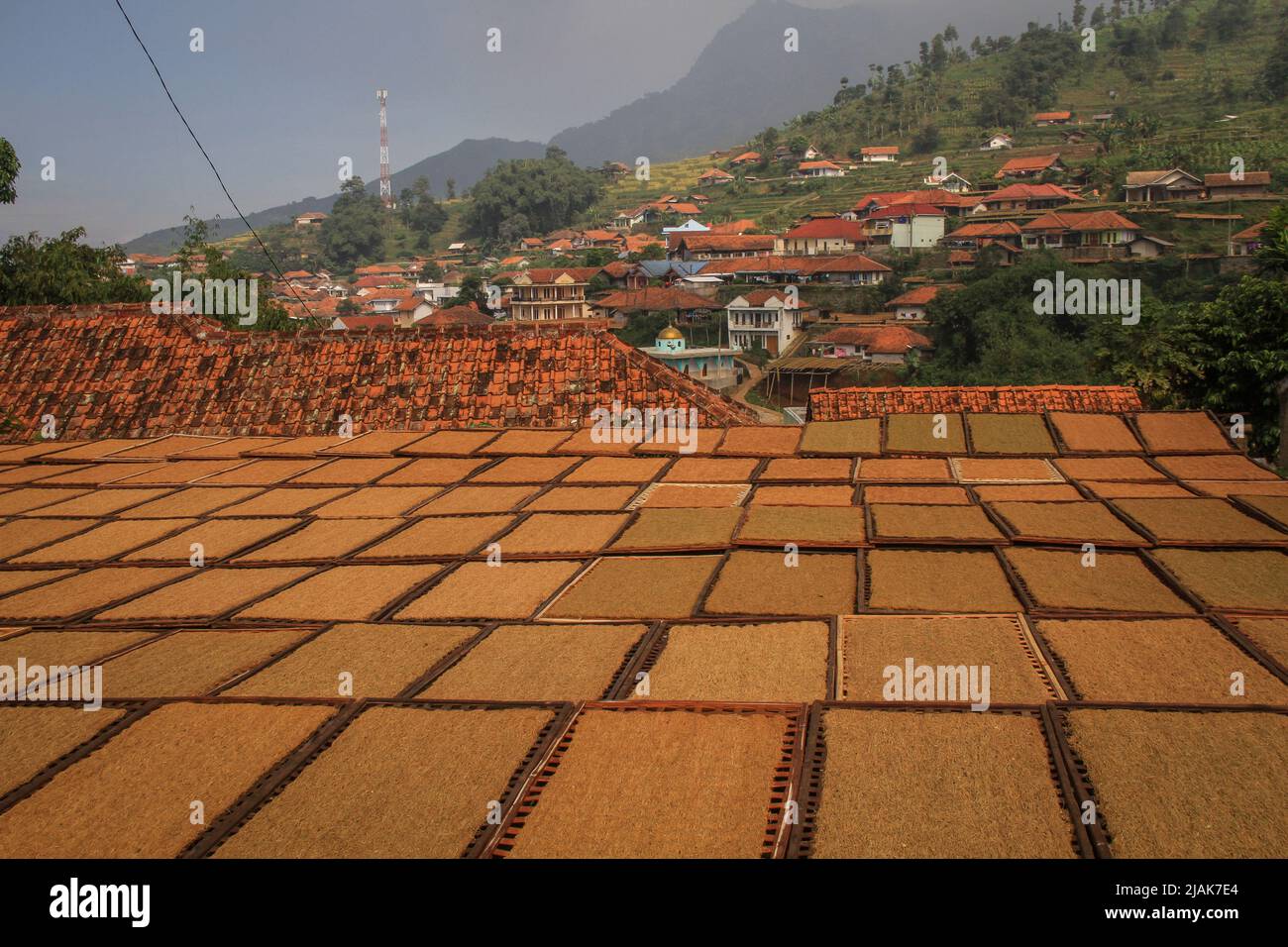 31 maggio 2022, Sumedang, Giava occidentale, Indonesia: Il tabacco a fette viene essiccato nel villaggio del tabacco, Sumedang, Indonesia. La maggior parte dei residenti in questo villaggio lavora come coltivatori di tabacco, una professione che hanno trasmesso di generazione in generazione. Quando visiteremo questo villaggio, vedremo distese di tabacco che asciugano sotto il sole che riempie le strade del villaggio, tetti e terrazze di case. Questo villaggio è in grado di soddisfare la domanda di mercato da tutte le province indonesiane, tra cui West Java, Bali e Sumatra. Alcuni prodotti vengono persino esportati all'estero, in luoghi come il Pakistan, la Malaysia e la Turchia. (Immagine di credito: Foto Stock