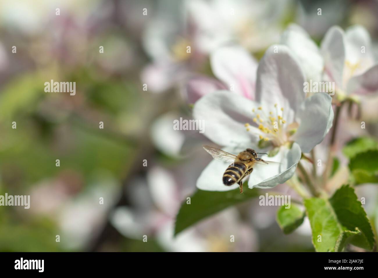 Un'ape volante del miele raccoglie il polline dell'ape dai fiori della mela. L'ape raccoglie il miele. Sfondo della natura sfocato. Messa a fuoco selettiva. Foto Stock