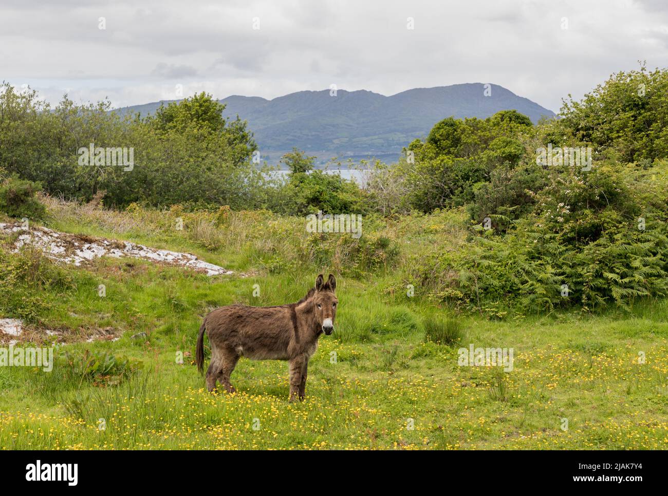Goat's Path, Bantry, Cork, Irlanda. 30th maggio 2022. Un asino sul sentiero di Goat che domina Bantry Bay, Co. Cork, Irlanda. - Credit; David Creedon / Alamy Live News Foto Stock