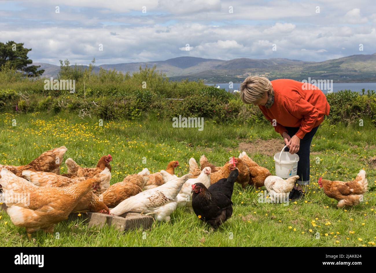 Goat's Path, Bantry, Cork, Irlanda. 30th maggio 2022. Mary o'Brien nutre i suoi polli liberi della gamma nella sua fattoria sul Goat's Path, Bantry, Co. Cork, Irlanda. - Credit; David Creedon / Alamy Live News Foto Stock