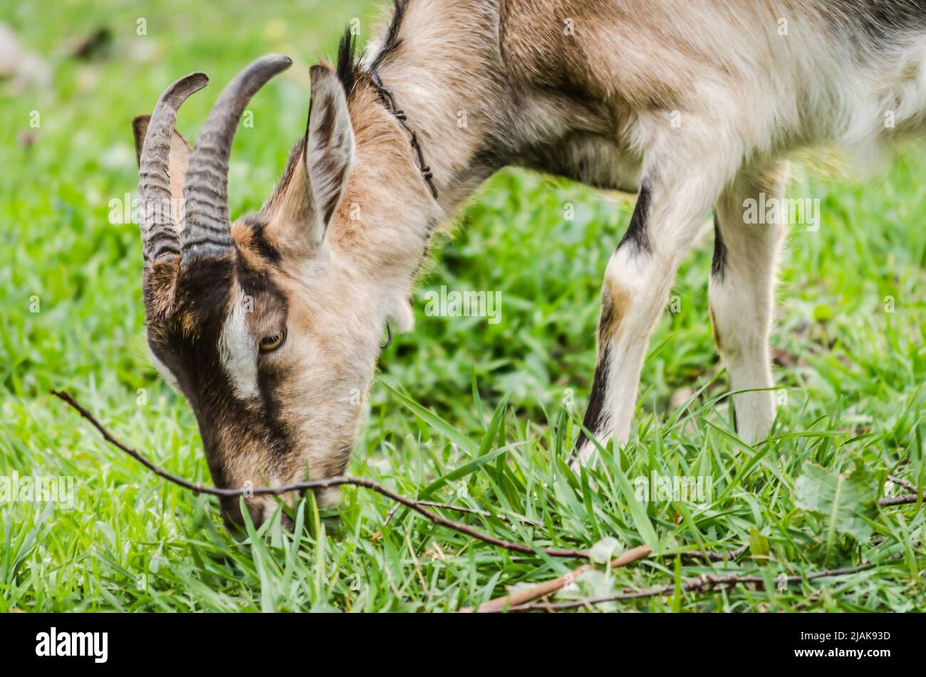 Ritratto di una capra giovane su un pascolo estivo. Foto Stock