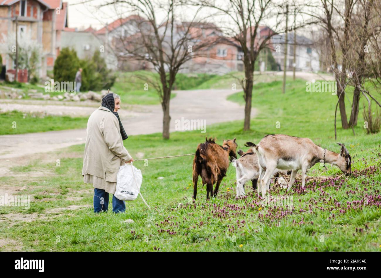 La donna tiene le capre nel pascolo - Novi Sad - Serbia Foto Stock