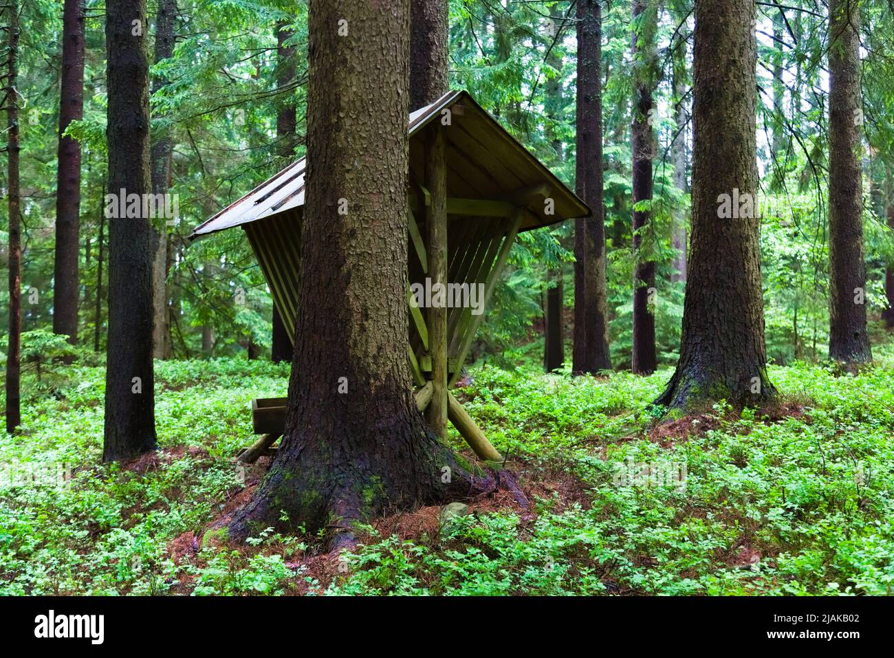 Vecchio alimentatore di cervi trovato in una foresta di montagna europea. Il pavimento è ricoperto da cespugli di mirtillo, mentre pini e price costituiscono il fondo della foresta Foto Stock