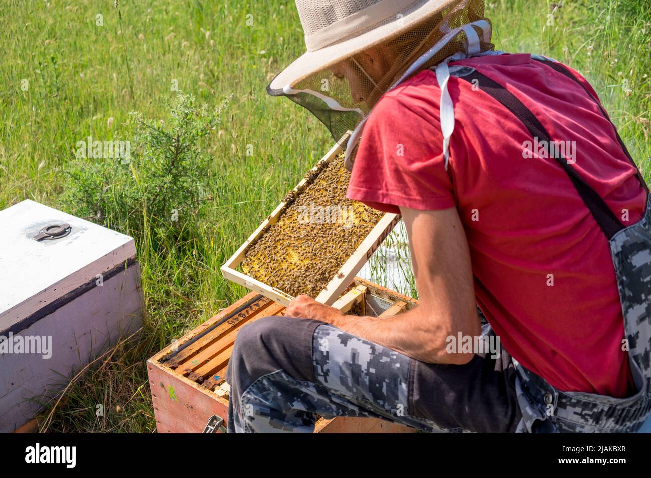 Apicoltore che ispeziona una cornice di alveare piena di api Foto Stock