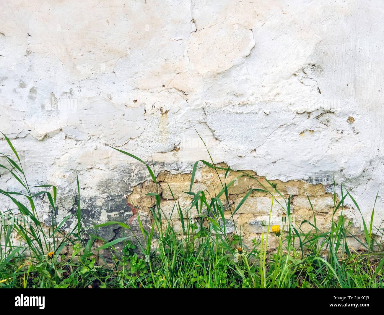 Vecchio muro di fango con erba come sfondo Foto Stock