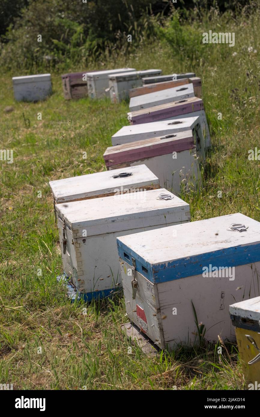 Alveari di ape in un campo sul lato di una collina Foto Stock