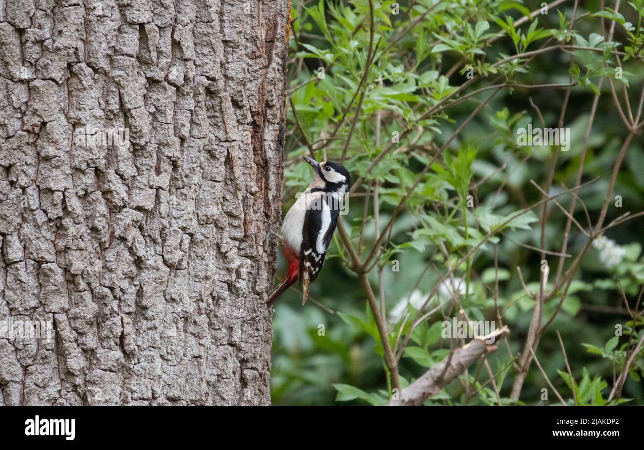 Grande Spotted Woodpecker o Dendrocopos maggiore Foto Stock