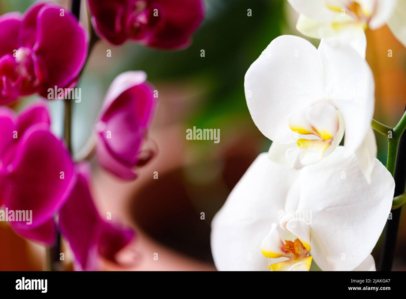 Fiori di Orchidea al ramo verde con fiori e germogli di foglie Foto Stock