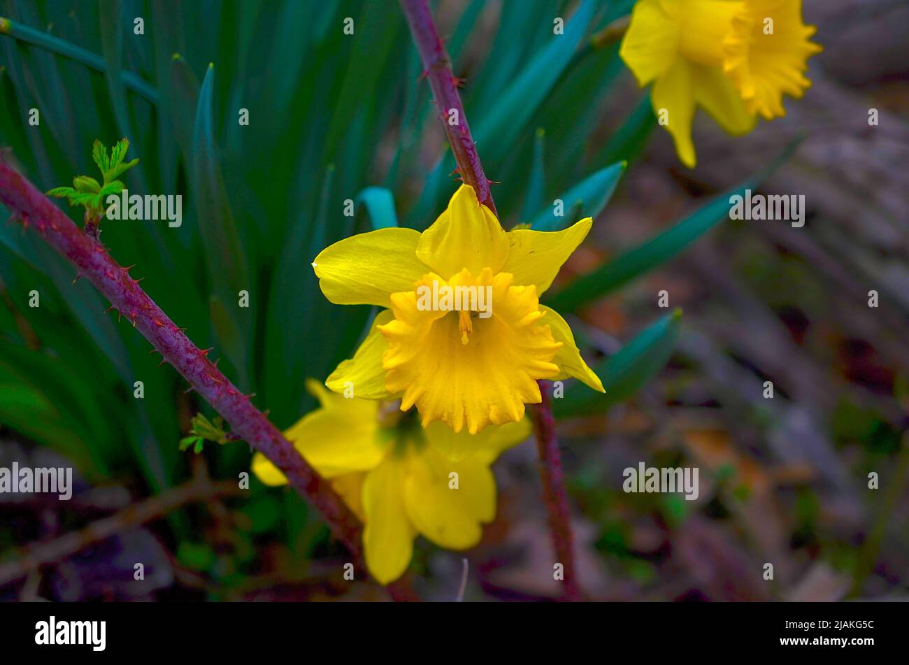 Bella foto di un fiore Narciso. Uno a fuoco due fuori fuoco fiori circondati da spine nei boschi Foto Stock
