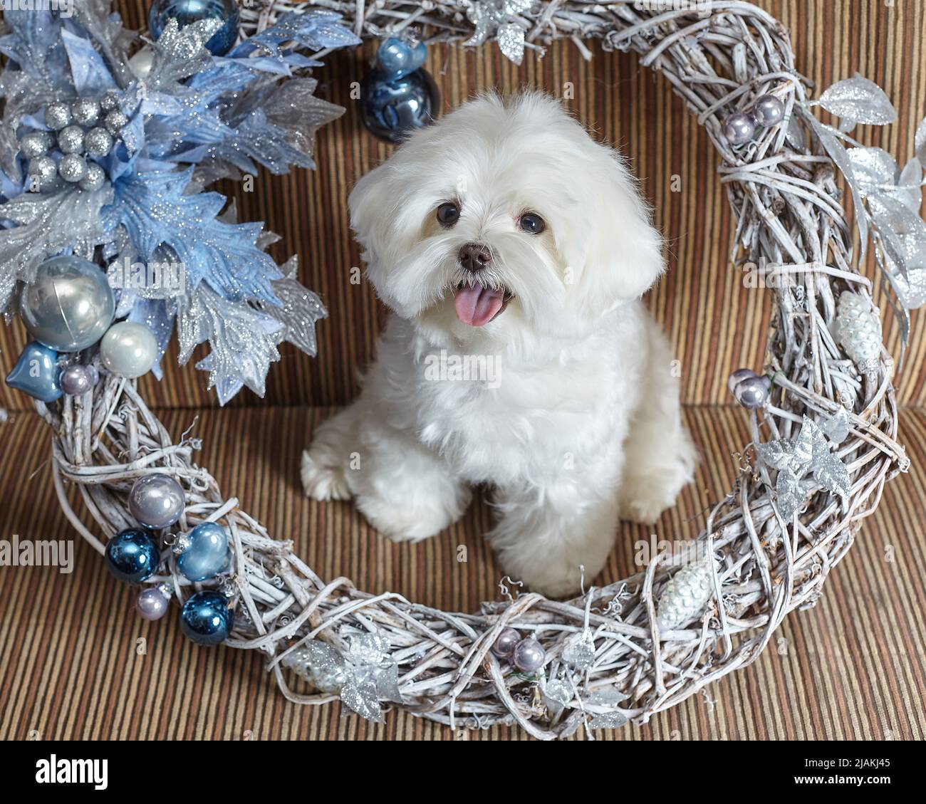 Foto di lapdog maltese in decorazioni natalizie. Foto Stock