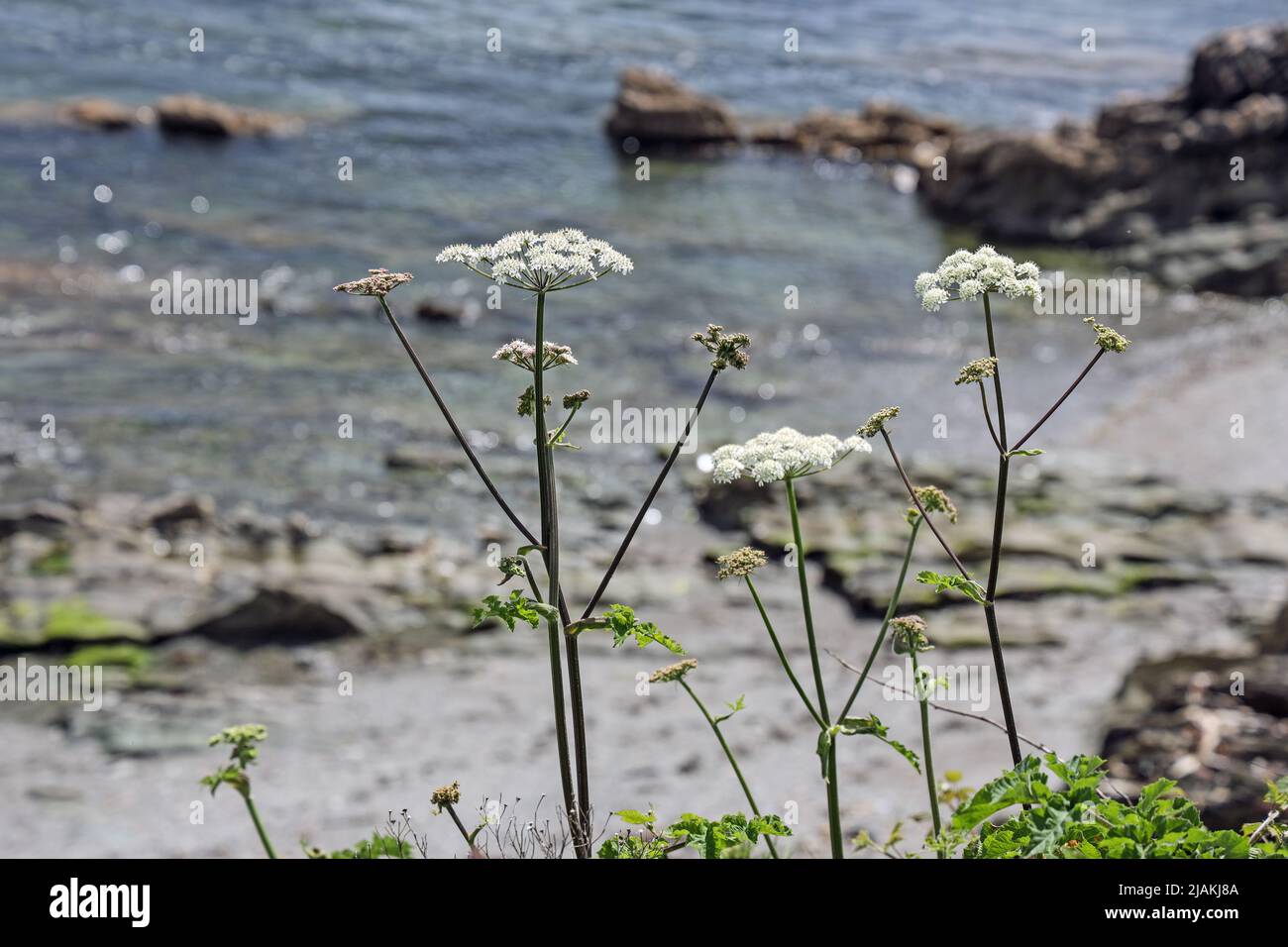 Carota selvaggia, una nana bianca, sulla scogliera di Hannafore, West Looe Cornovaglia. Una spiaggia e un mare dal fuoco delicato formano lo sfondo. Foto Stock