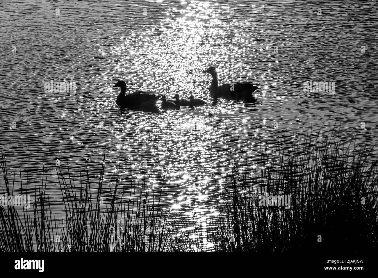 La luce della sera brilla su un'oca e passette che nuotano in un lago Foto Stock