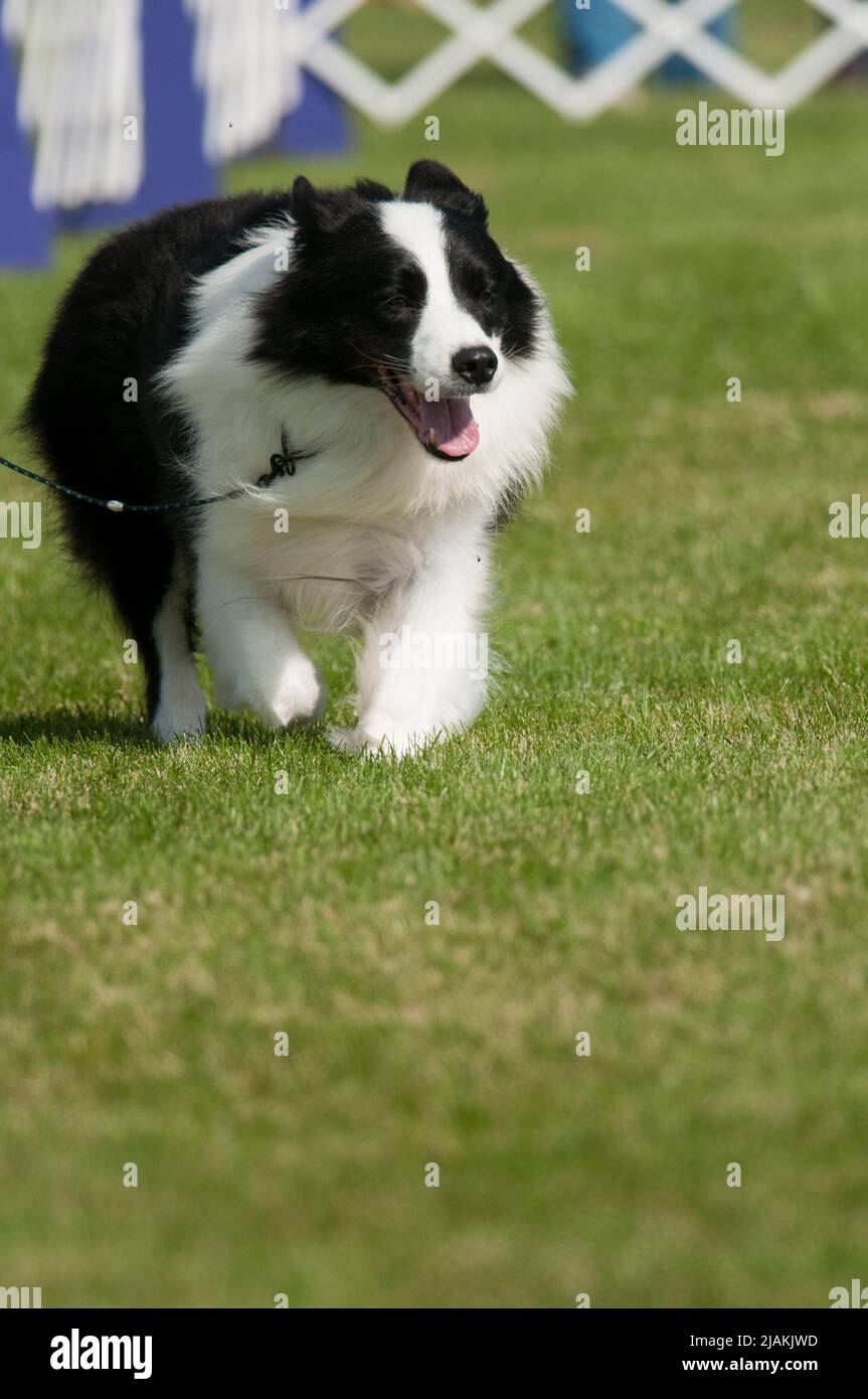 Border Collie camminare verso la macchina fotografica durante l'evento di conformazione ad uno spettacolo di cani a New York Foto Stock